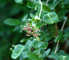 Lonicera sempervirens