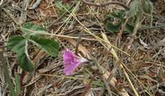 Ipomoea