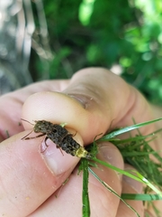 Ontholestes cingulatus