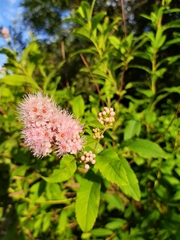 Spiraea salicifolia