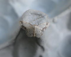 Idaea trigeminata