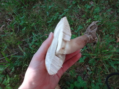 Tylopilus variobrunneus