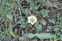 Calystegia subacaulis subacaulis