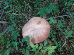 Tylopilus variobrunneus