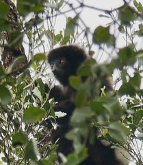 Propithecus edwardsi