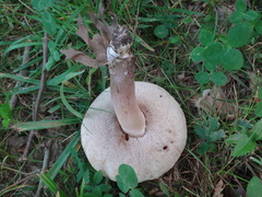 Tylopilus variobrunneus