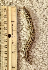 Limax maximus