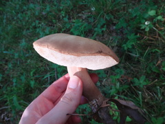 Tylopilus variobrunneus