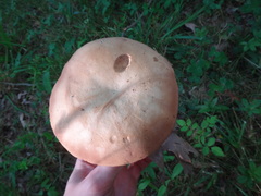 Tylopilus variobrunneus