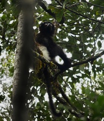 Propithecus edwardsi