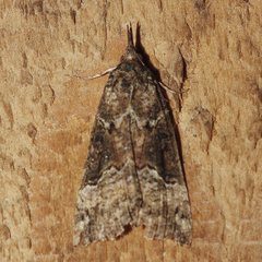 Hypena decorata