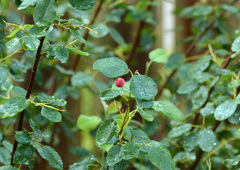 Amelanchier canadensis