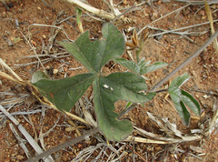 Ipomoea