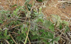 Ipomoea