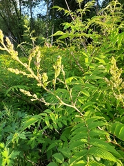 Sorbaria sorbifolia