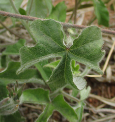 Ipomoea