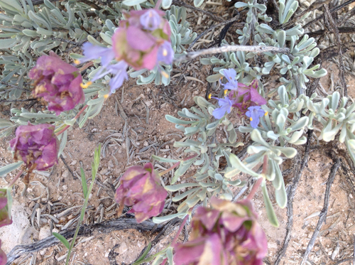 Salvia dorrii ssp. mearnsii