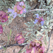 Verde Valley Sage - Photo (c) Dena Greenwood, some rights reserved (CC BY-NC), uploaded by Dena Greenwood