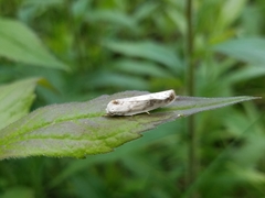 Antaeotricha