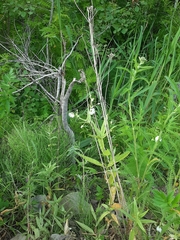 Stellaria radians