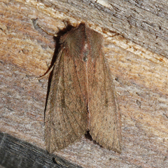 Orthosia transparens