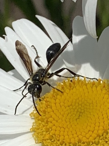 Mexican Grass-carrying Wasp photo 5