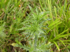Eryngium hookeri