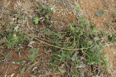 Ipomoea