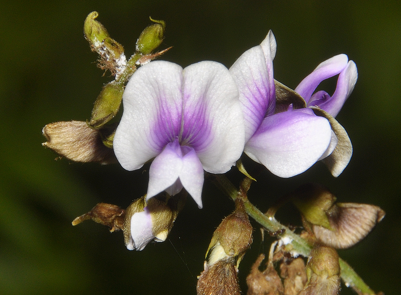 Tephrosia noctiflora