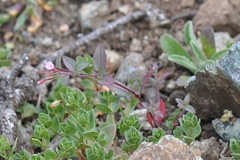 Epilobium minutum