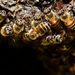 日本蜜蜂 - Photo (c) muzina_shanghai，保留部份權利CC BY-NC-ND