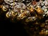 Japanese Honey Bee - Photo (c) muzina_shanghai, some rights reserved (CC BY-NC-ND)