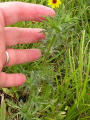 Eryngium hookeri