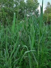 Phragmites australis