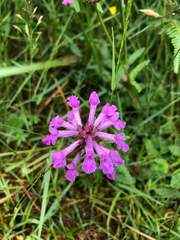 Betonica officinalis
