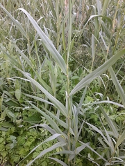 Phragmites australis