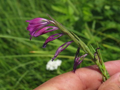 Gladiolus tenuis