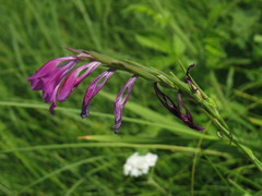 Gladiolus tenuis