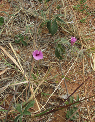 Ipomoea