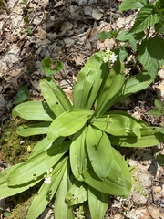 Clintonia