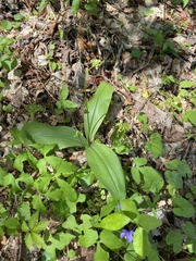 Clintonia