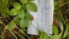 Fragaria vesca