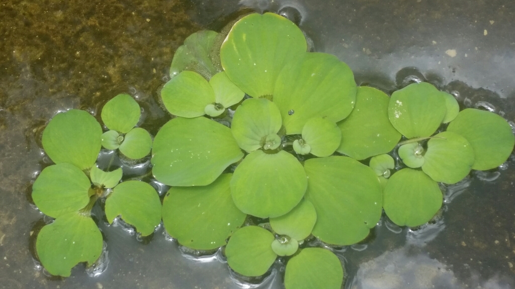 Water lettuce floating on a pond surface