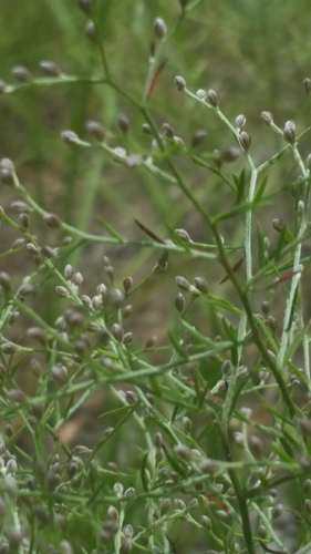 Image of Lechea torreyi by (c) Jay Horn, some rights reserved (CC BY)