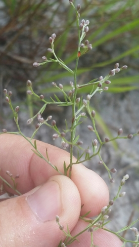 Image of Lechea torreyi by (c) Jay Horn, some rights reserved (CC BY)