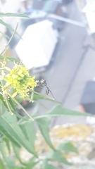Dioprosopa clavata