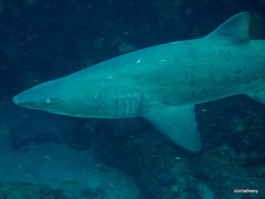 Carcharias taurus