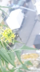 Dioprosopa clavata