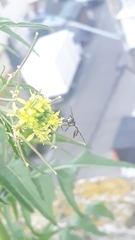 Dioprosopa clavata