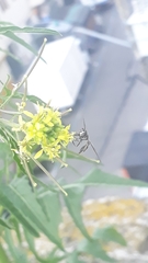 Dioprosopa clavata
